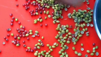 धनिया उगाओ इस तरह उगेगा घना घना | सबसे जल्दी धनिया बीज से एकदम नया तरीका | How to Grow Dhaniya?