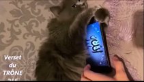 Apaisé par ce qu'il entend ce chat refuse de lâcher le téléphone - Copie