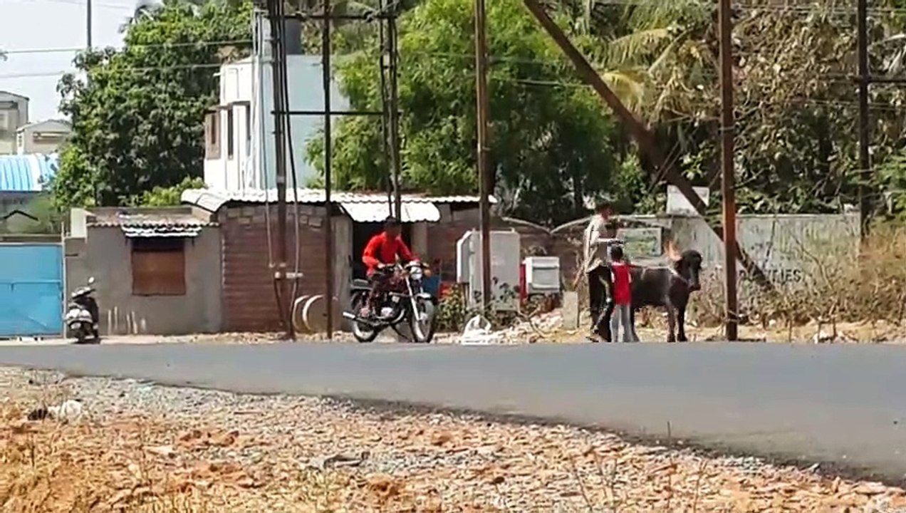 SANGLI Bufello Race  (Training)