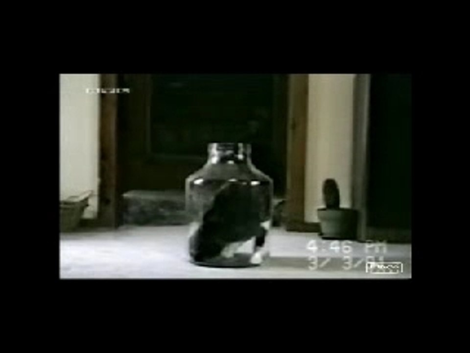 Gato embotellable