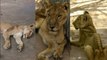 உடல் மெலிந்து மோசமான நிலையில் காணப்படும் சிங்கம் | African lions from Sudan zoo images go viral