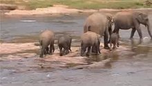 Playing elephants in Pinnawela orphanage Sri Lanka