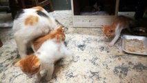 Mother Cat Shows Off Motherhood Affection To Her Kitties