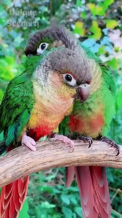 ️Super_Gorgeous_Birds_&_Flower!️
