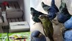 Belgian Man Arrested For Trying To Smuggle 20 Live Birds Out Of Peru Airport