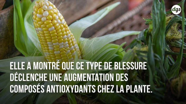 Grâce aux morsures d'insectes, les produits bio sont meilleurs pour notre santé selon cette étude