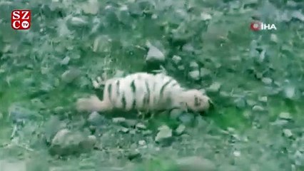 Türüne az rastlanan çizgili sırtlanın leşi bulundu