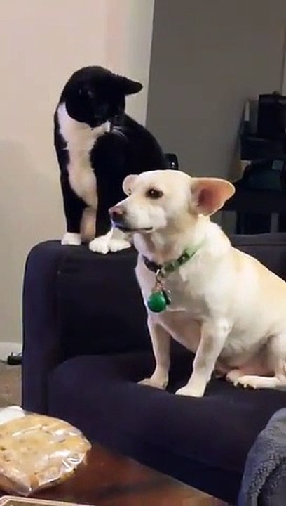 Un chat réfléchit longtemps avant de frapper un chien