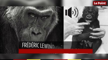 22 décembre 1956 : le jour où le premier bébé gorille naît dans un zoo