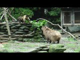 Monkeys Trouble Capybaras and Chase them Away