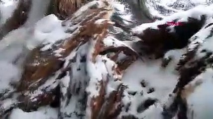 Türkiye'nin en yaşlı Ardıç ağacı, yoğun kar yağışına dayanamadı