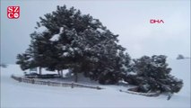 2 bin yıllık anıt ağaç kar yağışına dayanamadı
