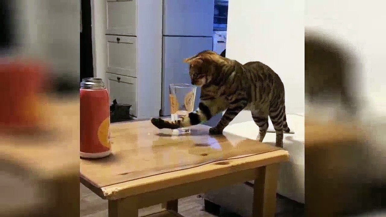 Naughty cats