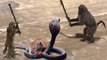 Monkey Save Mouse From Snake Hunting. Mono vs Serpiente. Animales Heroes