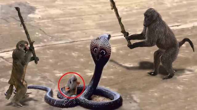 Monkey Save Mouse From Snake Hunting. Mono vs Serpiente. Animales Heroes