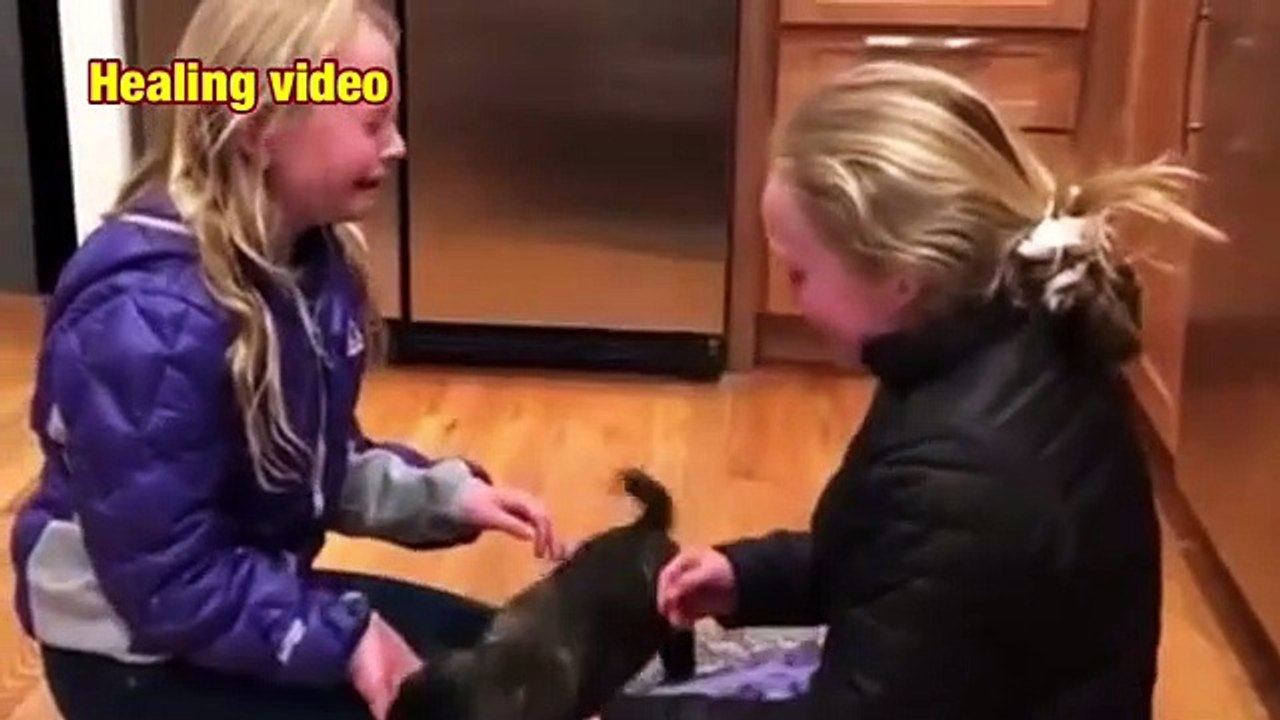 Animais  Dog and cat