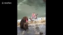 Adorable moment snow monkeys relax in Japanese hot springs