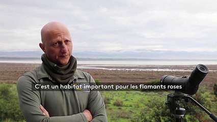 Douze mille flamants roses font escale à Chypre