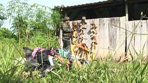 Comunidad indígena de Panamá sumida en el terror tras masacre ejecutada por secta