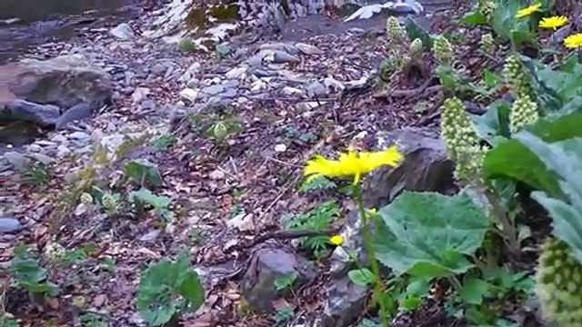 How to make - Great Depression Cooking - Dandelion Salad - FilmMake in Kosovo - Ferizaj 2019