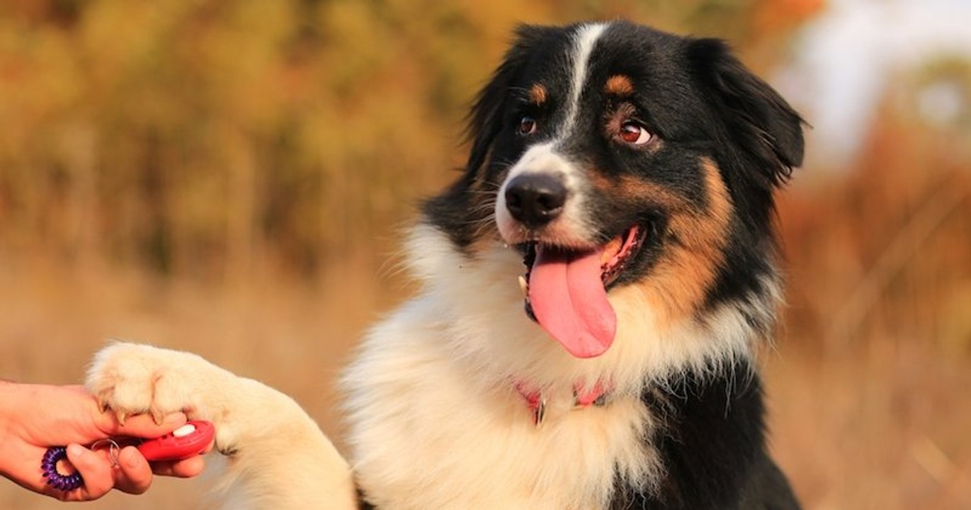 Le berger australien, chien préféré des Français en 2019