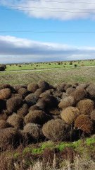 A Tumbleweed Stampede