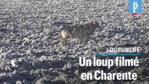 Un loup filmé en plein jour par une habitante de Gurat, en Charente