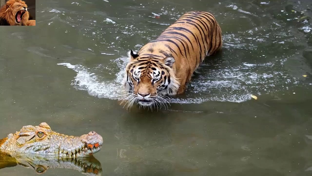 Amazing Tiger vs Crocodile Attack. Tigre vs Cocodrilo en el Agua