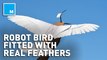 Researchers built a robot bird that uses real feathers to fly