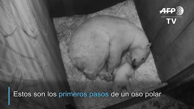 Los primeros pasos de un oso polar