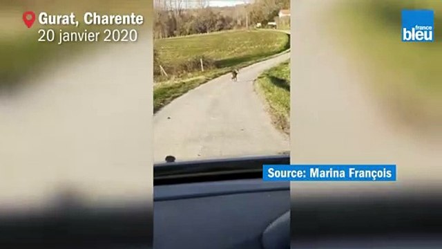 Les images du loup gris aperçu à Gurat en Charente