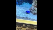 Ce petit poisson dans l'aquarium passe sont temps à faire le mort... trop drôle