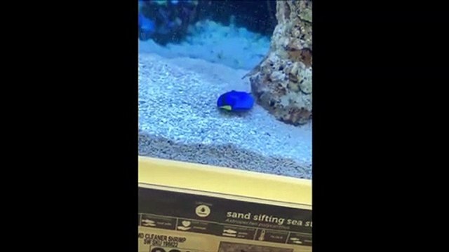 Ce petit poisson dans l'aquarium passe sont temps à faire le mort... trop drôle