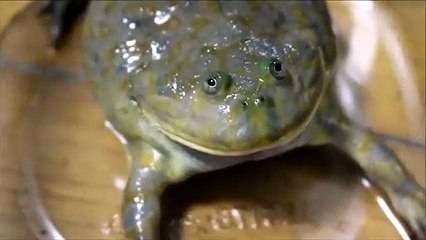 Ce crapaud a vraiment une tête bizarre et une très grande bouche