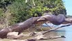 Un énorme anaconda se dore la pilule sur une branche