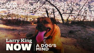 Service dogs, canine personalities, and non-verbal cues -- The Dog's Mind Panel answers your social media questions
