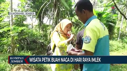 Wisata Petik Buah Naga di Hari Raya Imlek