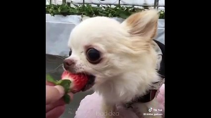 Try_Not_To_Laugh_Compilation_#7_-_Best_Funny_dogs_videos_-_FUNNIEST_ANIMAL_VIDEOS_2018_