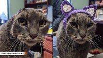 Animal Lover's Sweet Gesture For Cat Without Ears Goes Viral