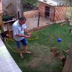 Truque que nunca deve usar para acabar com um formigueiro