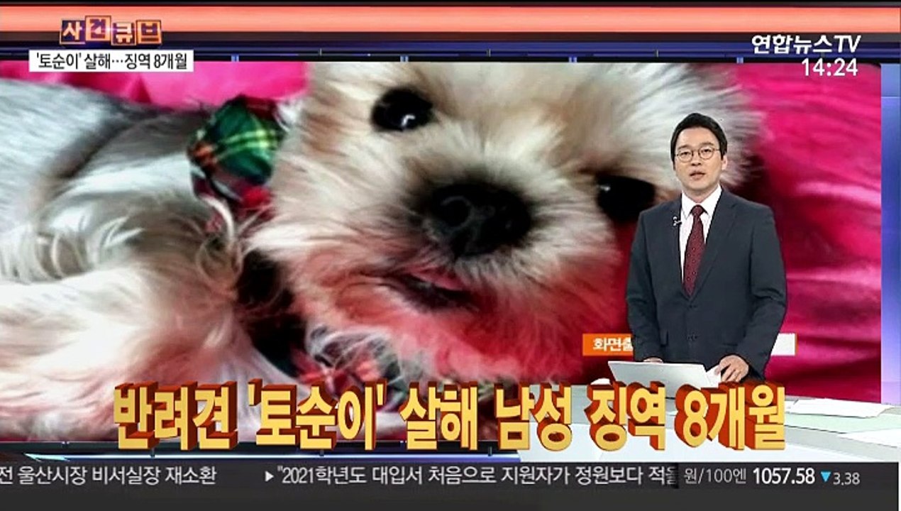 [사건큐브] 반려견 '토순이' 살해 남성 징역 8개월
