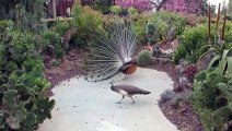 Peacock Mating 11