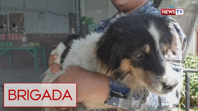Brigada: Buwis-buhay na pagsagip sa mga hayop na naapektuhan ng Taal Volcano eruption