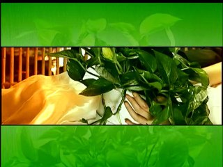 《绿萝花》第5集 梅婷、蒋恺、白凡主演都市爱情剧 | Green flower