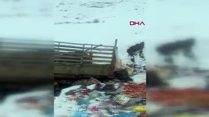 Ayı ve yavruları çöplükte yiyecek ararken görüntülendi