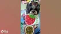 Bossy Yorkshire Terrier Demands To Be Fed