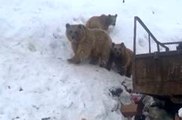 Boz ayılar kış uykusuna yatmadı
