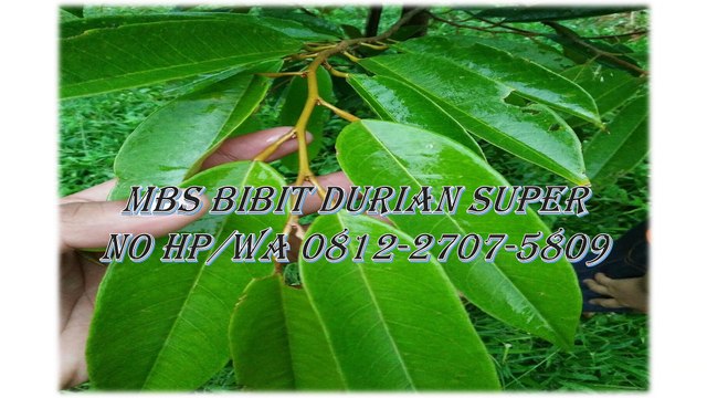 GROSIR, WA 0812-2707-5809, Bibit Durian Bawor Banyumas Sulawesi Selatan