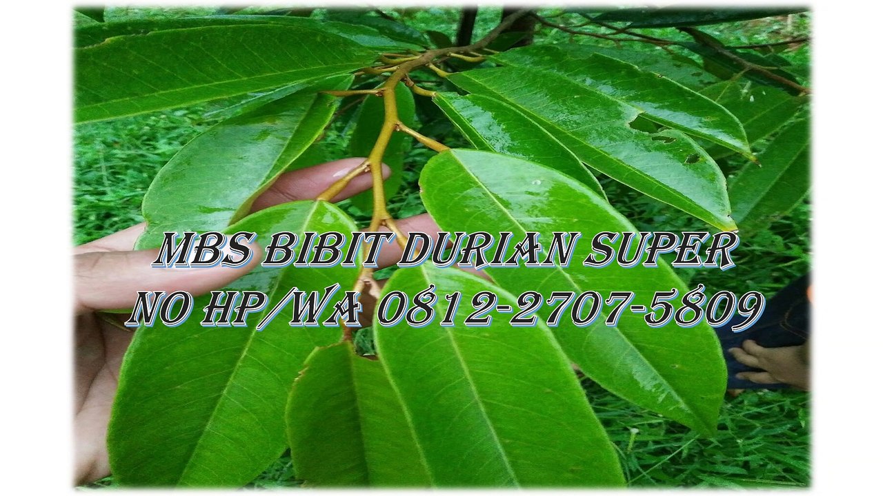 GROSIR, WA 0812-2707-5809, Bibit Durian Bawor Banyumas Sulawesi Selatan