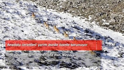 22 Ocak gün ortası